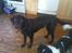 Labrador retriever Tanni<3