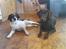 Labrador retriever Tanni<3