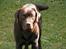 Labrador retriever Tjeko