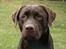 Labrador retriever Tjeko