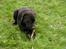 Labrador retriever Tjeko