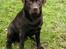 Labrador retriever Tjeko