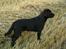 Labrador retriever Tjeko