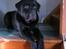 Labrador retriever Tjeko