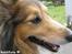 Shetland sheepdog mikkel  (DØD)