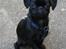 Griffon petit brabancon Carter