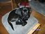 Griffon petit brabancon Carter