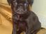 Griffon petit brabancon Carter