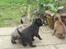 Griffon petit brabancon Carter