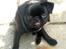 Griffon petit brabancon Carter