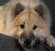 Eurasier Diesel