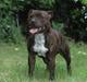Staffordshire bull terrier Buller