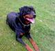 Rottweiler joejoe + 8-02-2010
