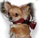 Chihuahua Rosita