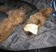 Welsh terrier Bob
