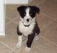 Border collie Freja *BORTE*