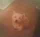 West highland white terrier Gucci