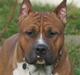 Amerikansk staffordshire terrier Stellar Vey Vivid Fire aka Harley *Sov godt †*