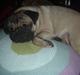 Mops Cutie Pie