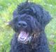 Sort russisk terrier Trishja - Død