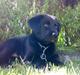 Labrador retriever Bamse <3 R.I.P 