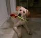 Labrador retriever Sheila