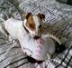 Jack russell terrier Futte