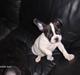 Fransk bulldog Luna