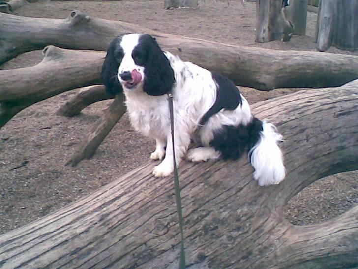 Blanding af racer Panda <'33 billede 3