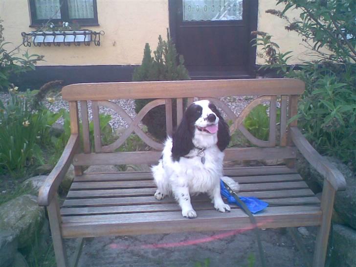 Blanding af racer Panda <'33 billede 4