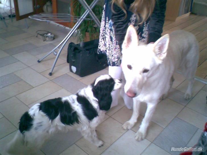 Blanding af racer Panda <'33 billede 5