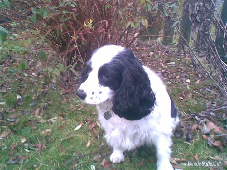 Blanding af racer Panda <'33 billede 6