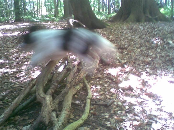 Blanding af racer Panda <'33 billede 7