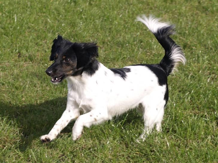 Blanding af racer Mathilde - Tra la la billede 18