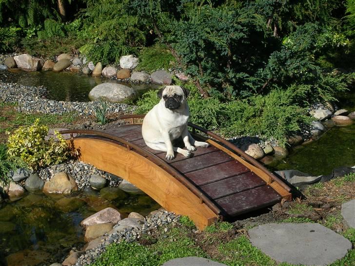 Mops * Diva *  - Diva, her som broens vogter... billede 8