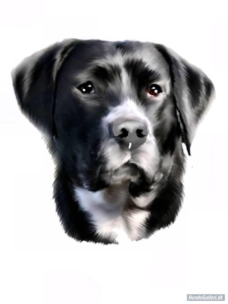 Blanding af racer Naja - Dette pragtfulde billede er lavet af * Den Blå Lil Laban & Den Sorte Banditræv´s moar *  Tusinde tak skønne Q.   D. 14/3-08 billede 4