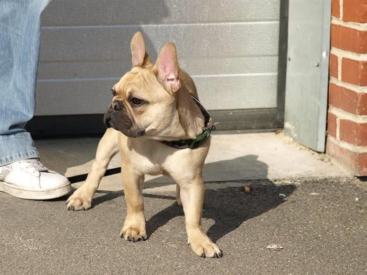 Fransk bulldog Joker Face Brown Sugar billede 11