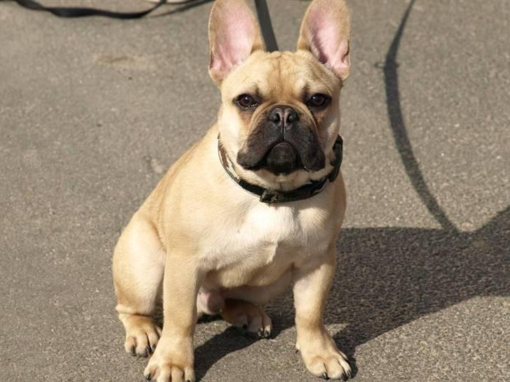 Fransk bulldog Joker Face Brown Sugar billede 12