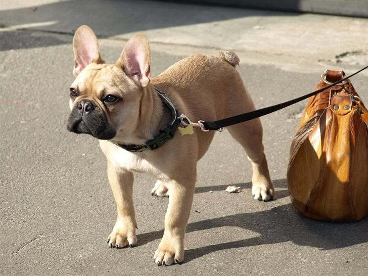 Fransk bulldog Joker Face Brown Sugar billede 13