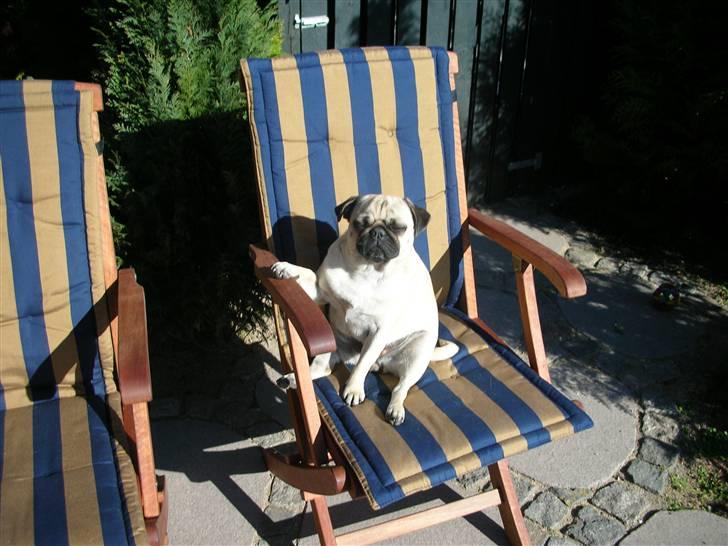 Mops * Diva *  - Diva sidder og slikker sol i haven... billede 9
