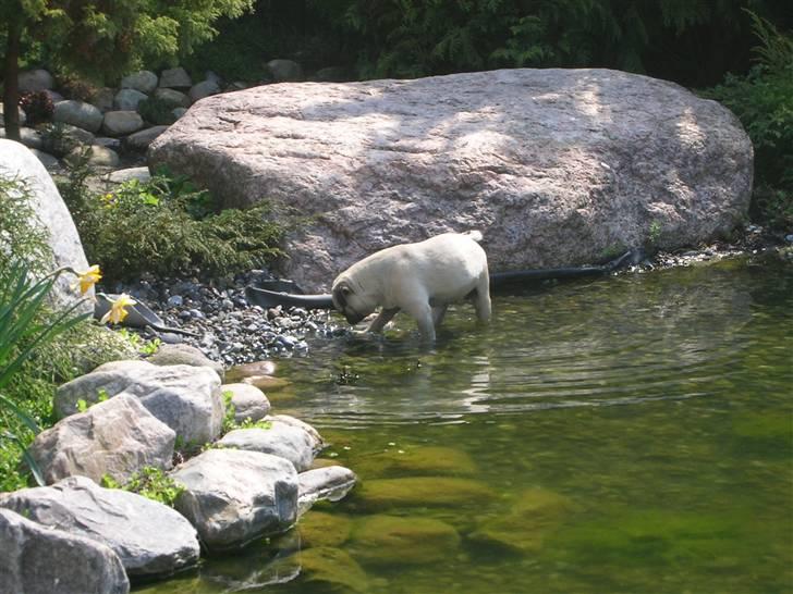 Mops * Diva *  billede 10