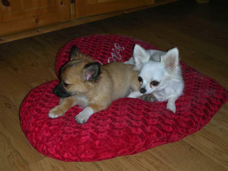 Chihuahua * Daisi *  - Daisi og hendes kære søn Frede... billede 13
