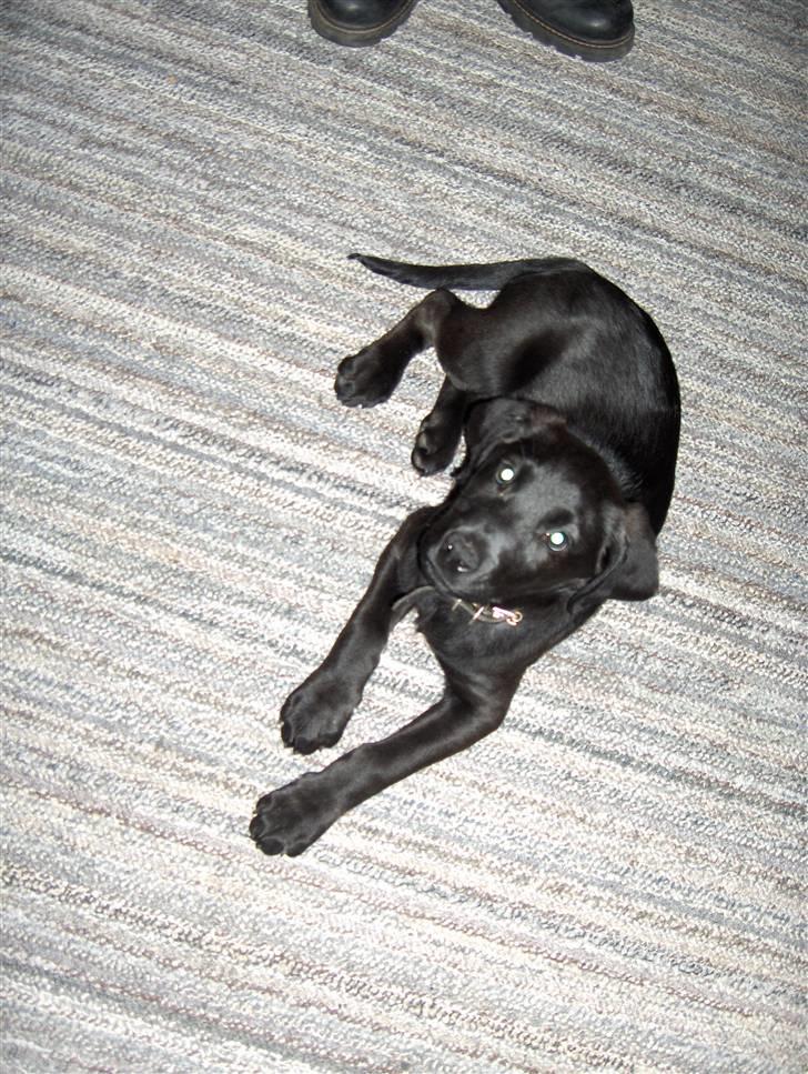 Blanding af racer chilli billede 11