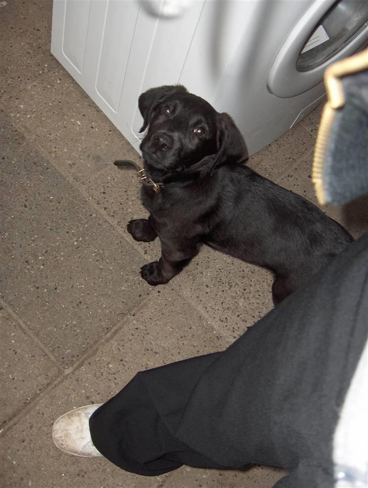 Blanding af racer chilli billede 12