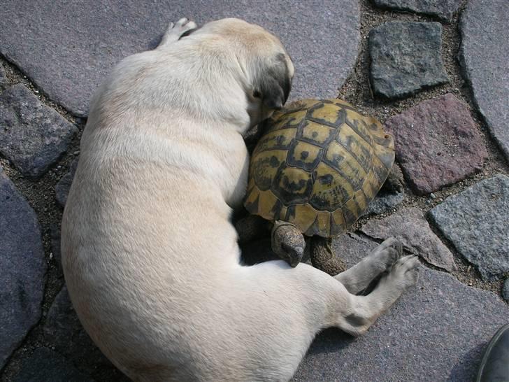 Mops Donna - Donna ligger ude i haven og sover sammen med skildpadden... billede 5