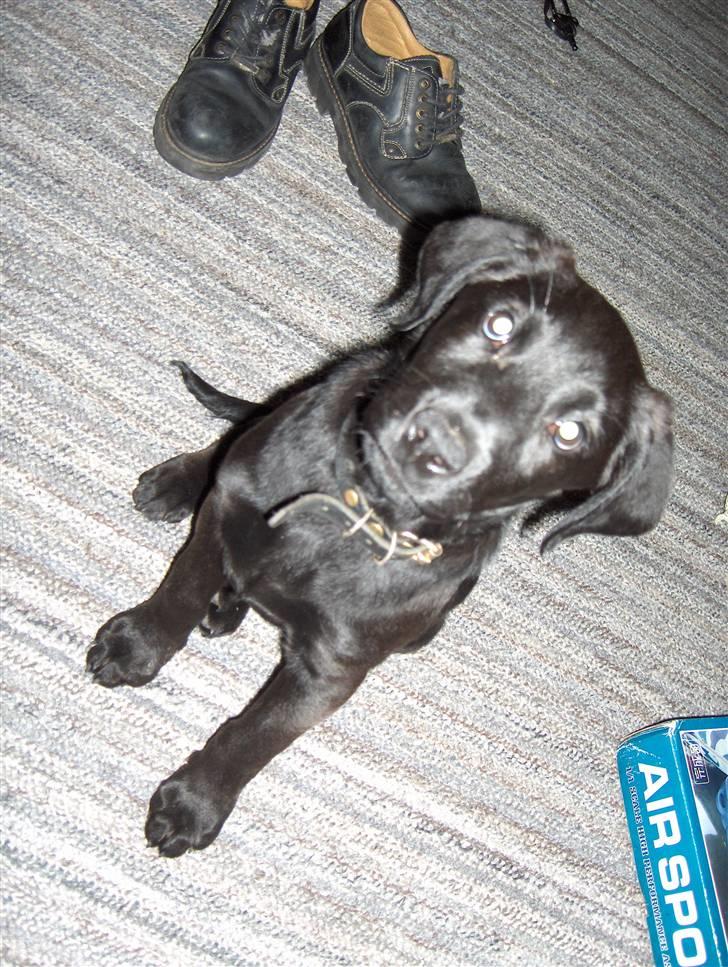 Blanding af racer chilli billede 13