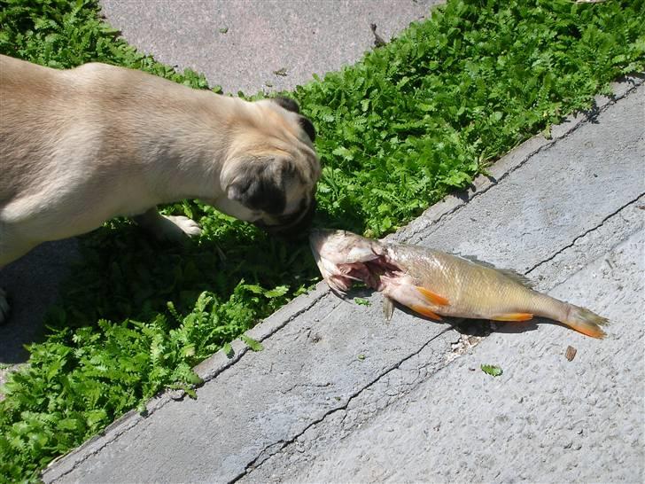 Mops Donna - Donna undersøger den fisk, der faldt ned fra himlen (Donna overvejer nu at blive religiøs) billede 6