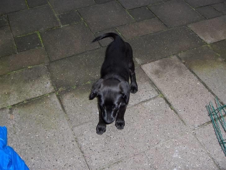 Blanding af racer chilli billede 14