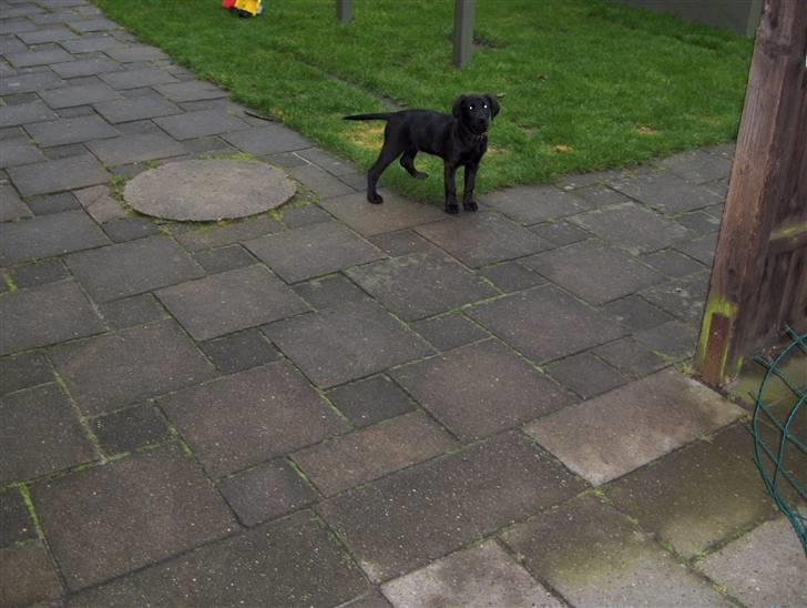 Blanding af racer chilli billede 15