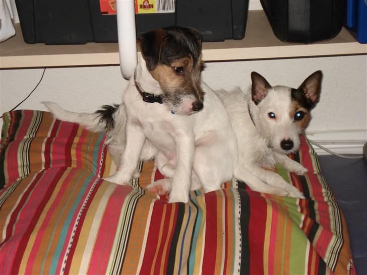 Jack russell terrier Tikka - Hygge med bror billede 7